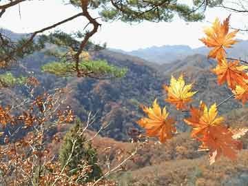 新澳门四肖期期准中特更新时间,定性解析说明_专属款11.110