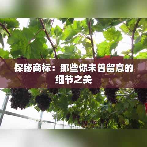 探秘商标:那些你未曾留意的细节之美