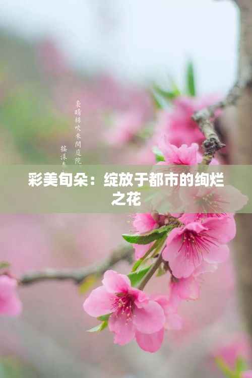 彩美旬朵:绽放于都市的绚烂之花