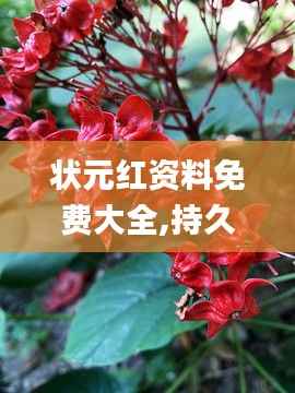 状元红资料免费大全,持久方案设计_基础版10.863