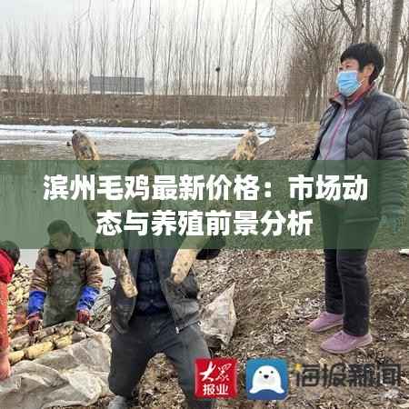 滨州毛鸡最新价格:市场动态与养殖前景分析