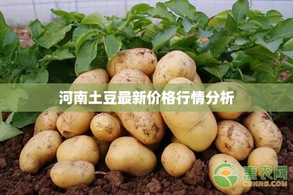 河南土豆最新价格行情分析