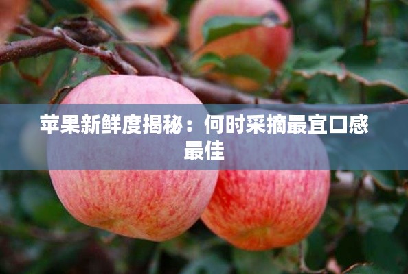 苹果新鲜度揭秘:何时采摘最宜口感最佳