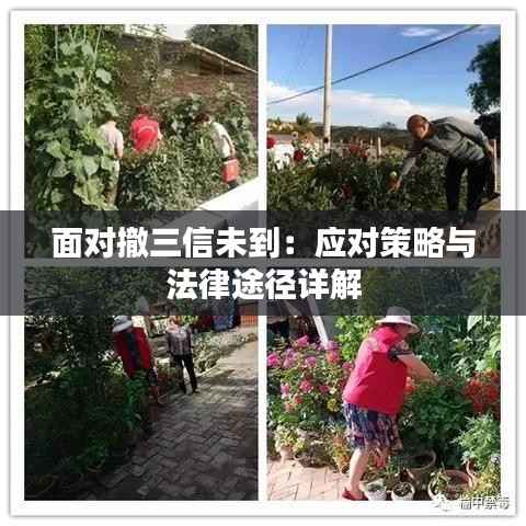 面对撤三信未到:应对策略与法律途径详解