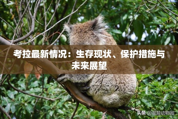 考拉最新情况:生存现状、保护措施与未来展望