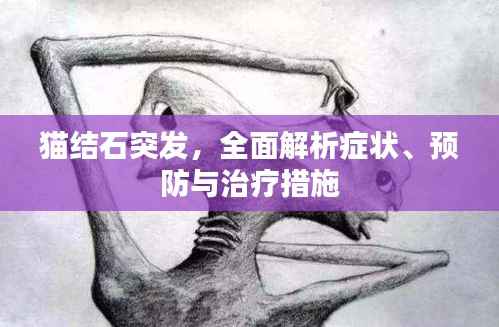 猫结石突发,全面解析症状、预防与治疗措施