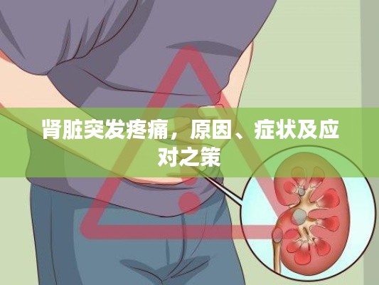肾脏突发疼痛,原因、症状及应对之策