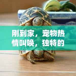 刚到家,宠物热情叫唤,独特的欢迎回家仪式