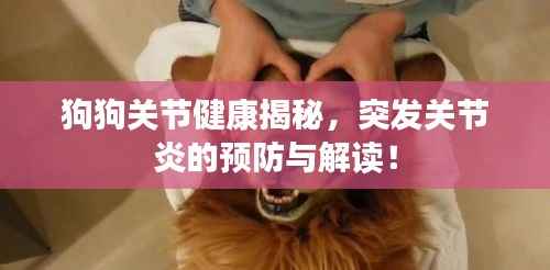 狗狗关节健康揭秘,突发关节炎的预防与解读!