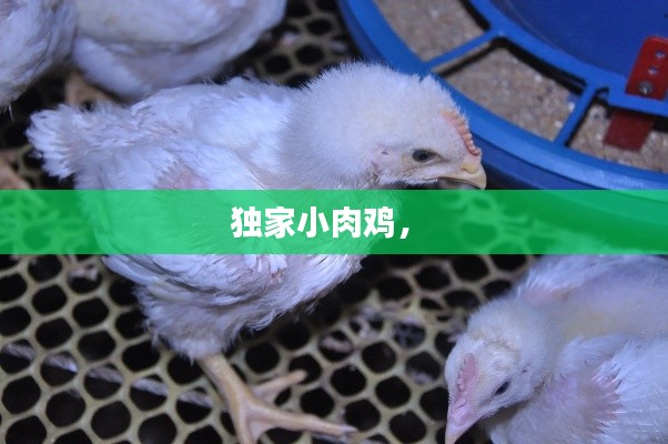 独家小肉鸡,