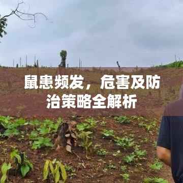 鼠患频发,危害及防治策略全解析