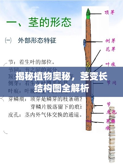 揭秘植物奥秘,茎变长结构图全解析