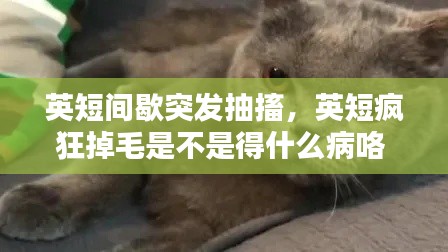 英短间歇突发抽搐,英短疯狂掉毛是不是得什么病咯