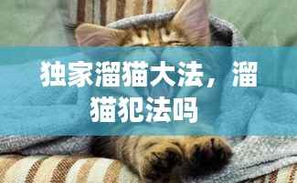 独家溜猫大法,溜猫犯法吗