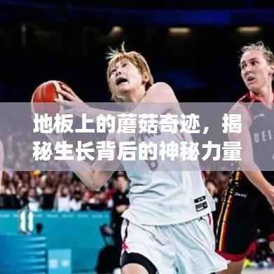 地板上的蘑菇奇迹,揭秘生长背后的神秘力量!