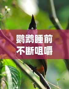 鹦鹉睡前不断咀嚼,鹦鹉睡觉前一直小声的哼唧