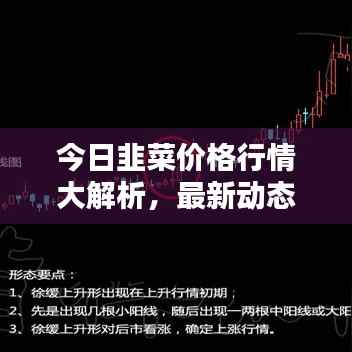 今日韭菜价格行情大解析,最新动态一网打尽!