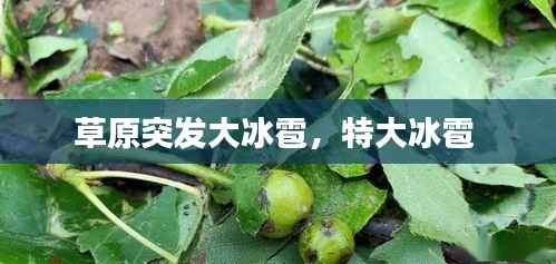 草原突发大冰雹，特大冰雹 