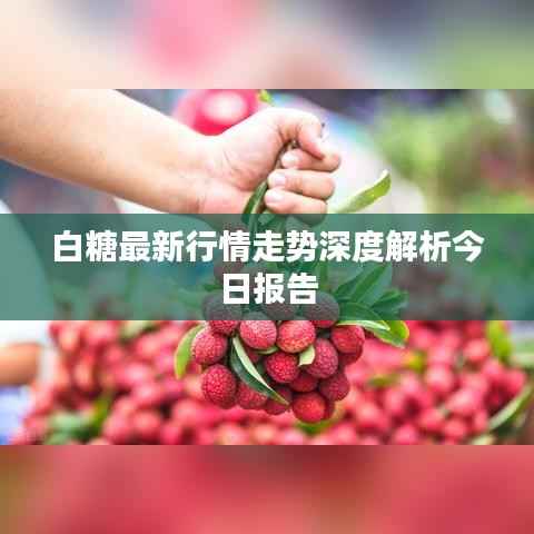 白糖最新行情走势深度解析今日报告