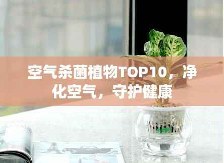 空气杀菌植物TOP10,净化空气,守护健康