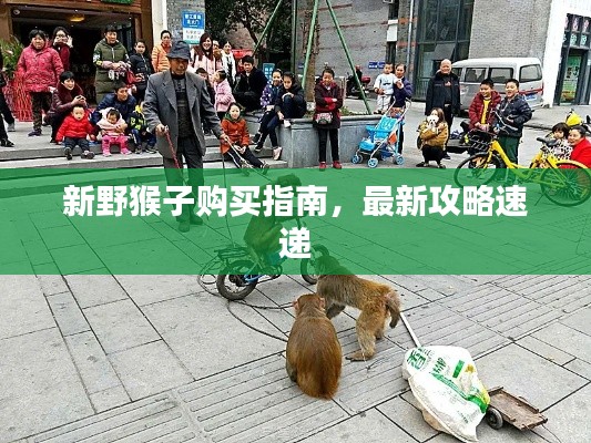 新野猴子购买指南,最新攻略速递
