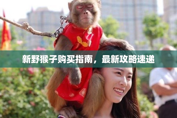 新野猴子购买指南,最新攻略速递