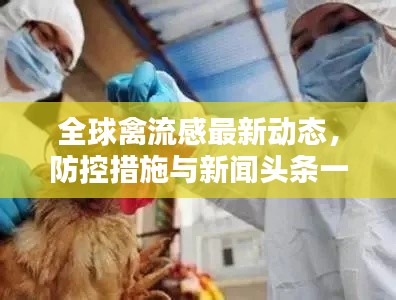 全球禽流感最新动态,防控措施与新闻头条一网打尽
