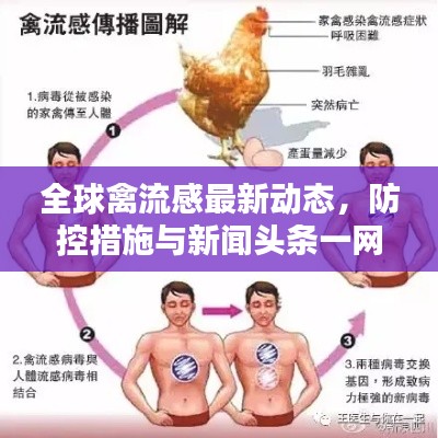 全球禽流感最新动态,防控措施与新闻头条一网打尽