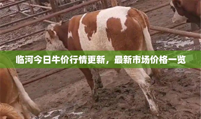 临河今日牛价行情更新,最新市场价格一览
