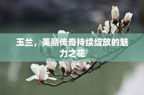 玉兰,美丽传奇持续绽放的魅力之花