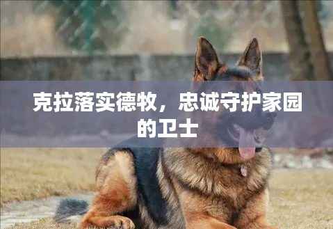 克拉落实德牧,忠诚守护家园的卫士