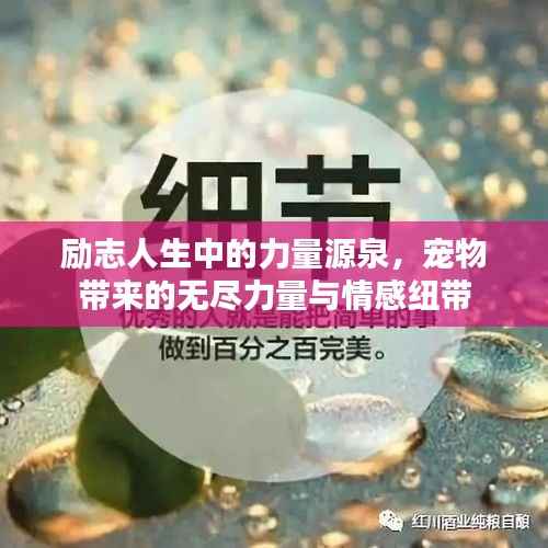 励志人生中的力量源泉,宠物带来的无尽力量与情感纽带