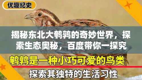揭秘东北大鹌鹑的奇妙世界,探索生态奥秘,百度带你一探究竟!