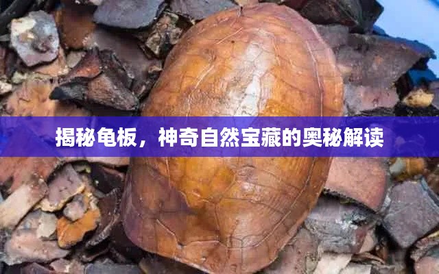揭秘龟板,神奇自然宝藏的奥秘解读