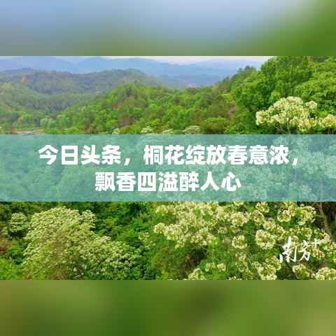今日头条,桐花绽放春意浓,飘香四溢醉人心