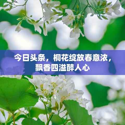 今日头条,桐花绽放春意浓,飘香四溢醉人心