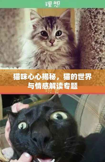 猫咪心心揭秘,猫的世界与情感解读专题