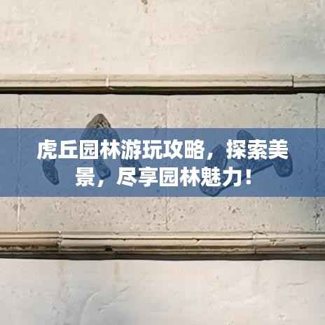 虎丘园林游玩攻略,探索美景,尽享园林魅力!