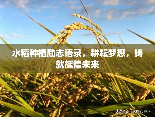 水稻种植励志语录,耕耘梦想,铸就辉煌未来