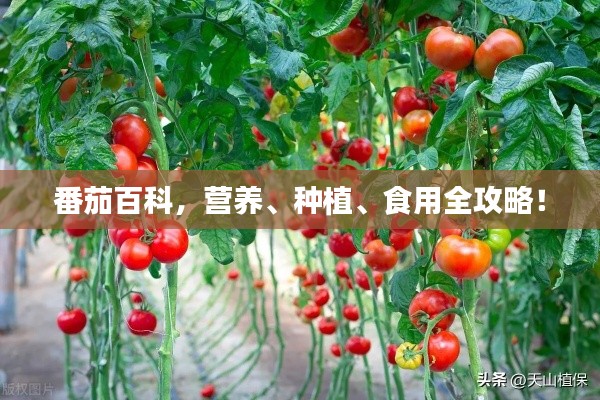 番茄百科,营养、种植、食用全攻略!