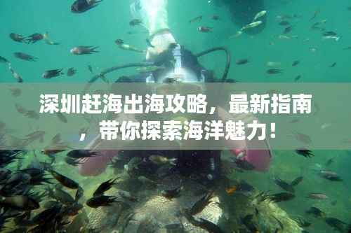深圳赶海出海攻略,最新指南,带你探索海洋魅力!