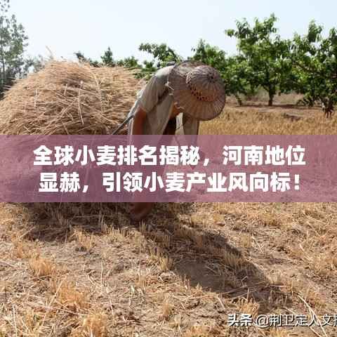 全球小麦排名揭秘,河南地位显赫,引领小麦产业风向标!