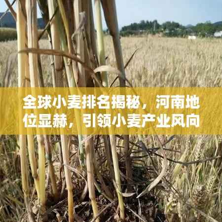 全球小麦排名揭秘,河南地位显赫,引领小麦产业风向标!