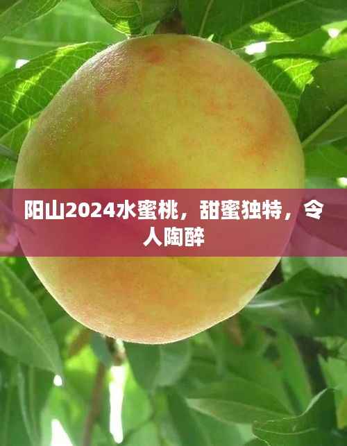 阳山2024水蜜桃，甜蜜独特，令人陶醉