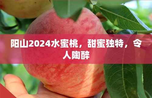 阳山2024水蜜桃,甜蜜独特,令人陶醉