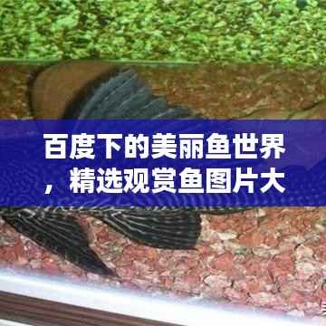 百度下的美丽鱼世界,精选观赏鱼图片大放送