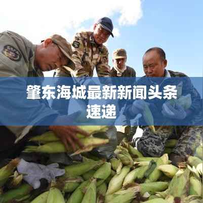 肇东海城最新新闻头条速递