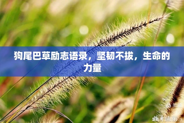 狗尾巴草励志语录,坚韧不拔,生命的力量