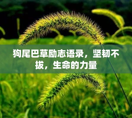 狗尾巴草励志语录,坚韧不拔,生命的力量