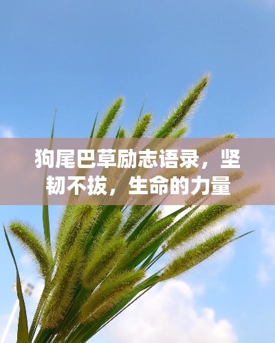 狗尾巴草励志语录,坚韧不拔,生命的力量